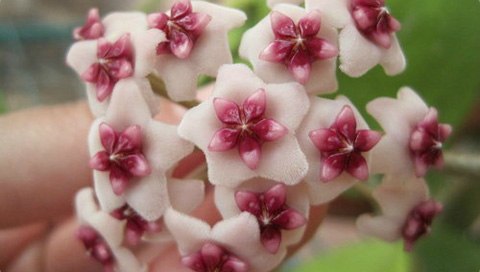 Hoya carnosa fiori di ceramica.